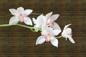 Cymbidium3147