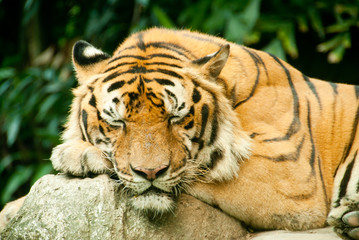 A sleeping Bengal tiger in a zoo