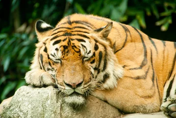 Papier Peint photo autocollant Tigre A sleeping Bengal tiger in a zoo
