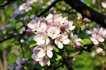Spring cherry tree flower