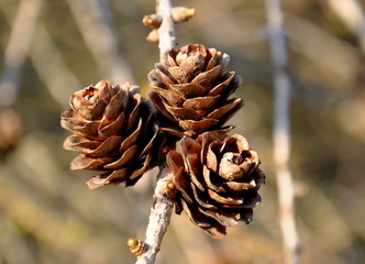 Close up larch cone in the sun light