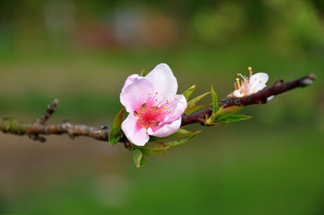 Alone Cherry tree flower