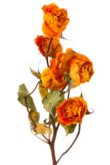 Obraz premium orange dry roses