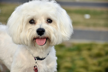 Head of white Maltese dogie