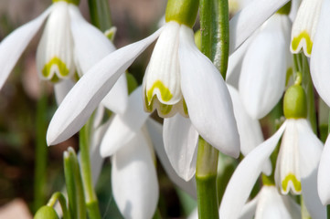 Fototapeta premium First Snowdrops