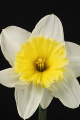 Narcissus in bloom on a black background