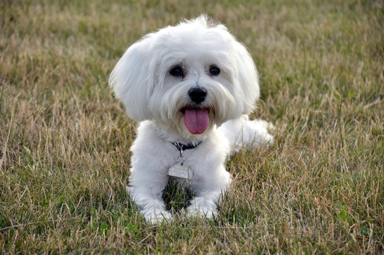 White Maltese dog lying on the grass