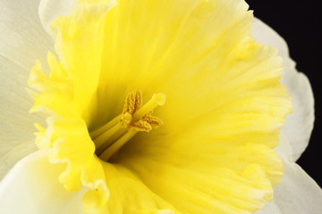 a narcissus flower in bloom showing the stamens