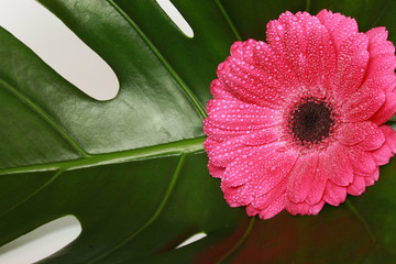 gerbera2