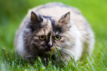 Naklejka na ściany i meble persian cat on grass
