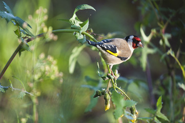 bird on the tree.