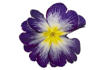 Blume (Primel)