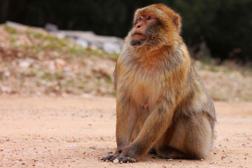 Young macaque portrait in the wild, Morocco