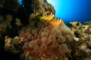Naklejka na ściany i meble Anemone Bubble Para Morze Czerwone anemonefish