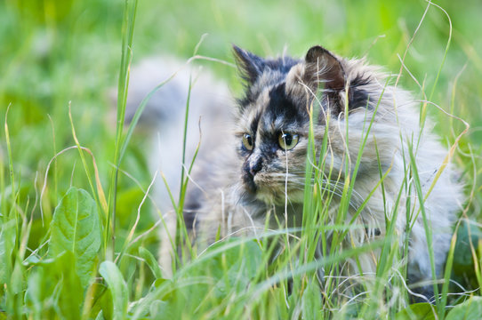 persian cat on grass