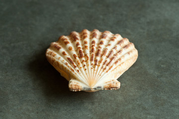 coquillage