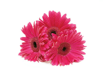 three gerbera with droplets