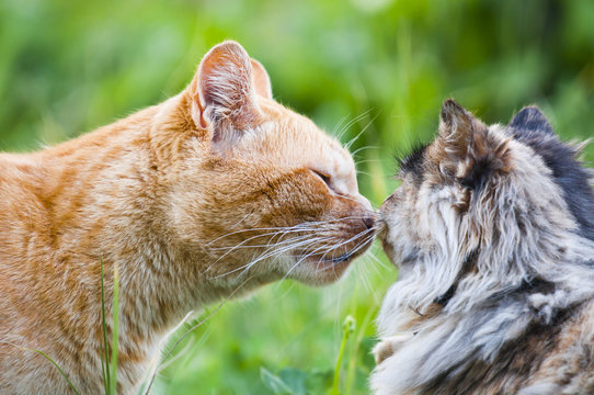 Cat Kiss