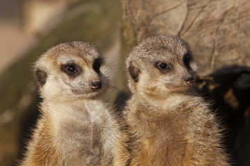 Zwei Erdmännchen