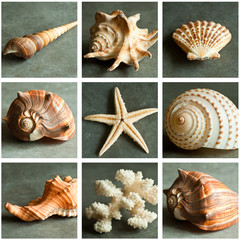 composition coquillages