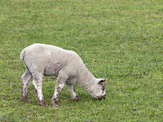 Fototapeta premium spring lamb 2