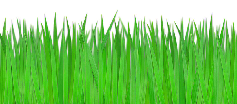 Grass isolated on white