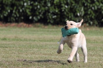 Young female labrador in training