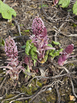 Butterbur Flowers