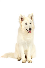 Swiss shepherd dog in studio on white background