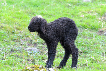 Lamm - Walliser Landschaf