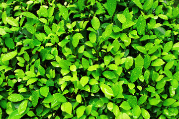 Fototapeta na wymiar Close-up image of fresh spring green leaf