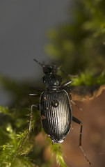 Platynus assimilis