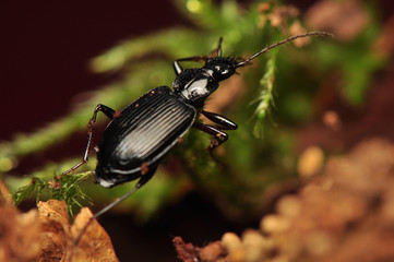 Platynus assimilis