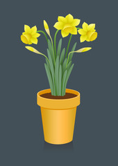 Spring: three bloom daffodils in pot