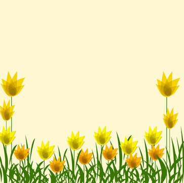 ż&oacute;łte tulipany