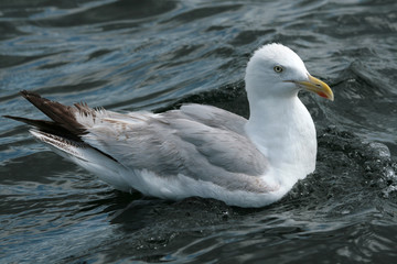 goéland 10
