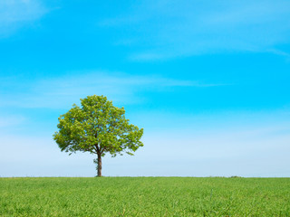 Fototapeta na wymiar Spring landscape - green tree on the blue sky