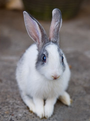 Rabbit