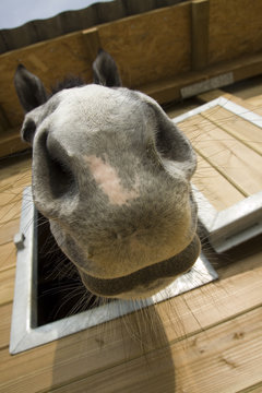 nez de cheval