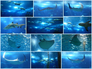Fonds marins © Marco Desscouleurs