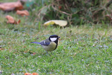 Black Tit