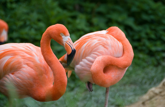 Pink flamingo - Vienna zoo