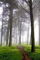 Obraz premium forest