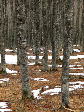 bosque