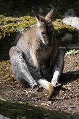Bennett Wallaby, Kangaroo
