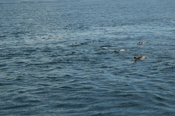 Pod of Dolphins in Straits of Gibraltar