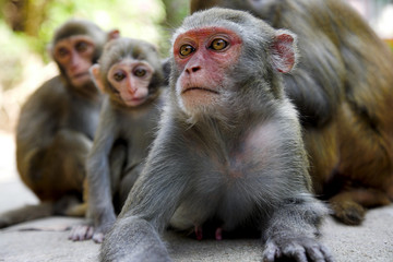 monkey family