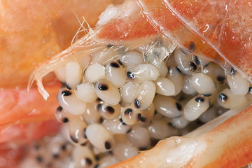 Extreme close up of eggs on shrimp