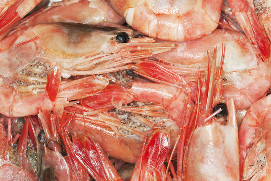 Shrimp background, macro photo