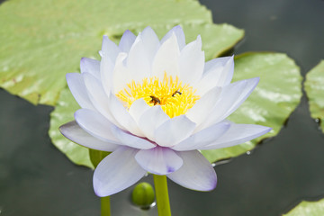 White Lotus in the garden - pathumthanee Thailand